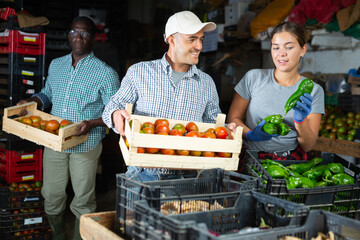 International team of workers from small vegetable farm sorting freshly harvested tomatoes and green peppers, preparing for packing and storage of crops..