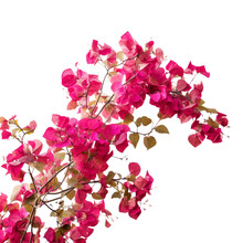 Bougainvillea Ornamental Plants Flower  Isolated On White Background Png.