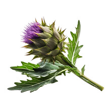 Cardoon Ornamental Plants Flower  Isolated On White Background Png.