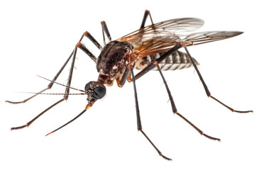 Wall Mural - mosquito isolated on transparent background - generative ai