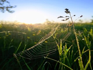 Wall Mural - spider web with dew drops