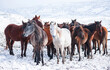 Wild Horses in Winter