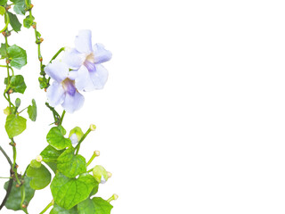 Wall Mural - violet creeper flowers with leaf isolated on white background.
