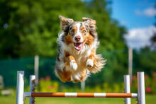 A Dog Leaping Over A Hurdle During An Agility Course, Showcasing Its Training And Athleticism.
