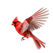 Cardinal Bird Flying In The Air With Open Wingspan Isolated On White Background, Generative Ai