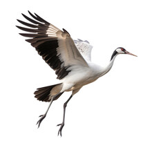 Crane Bird Flying In The Air With Open Wingspan Isolated On White Background, Generative Ai