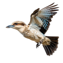 Kookaburra Bird Flying In The Air With Open Wingspan Isolated On White Background, Generative Ai