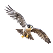 Peregrine Falcon Bird Flying In The Air With Open Wingspan Isolated On White Background, Generative Ai