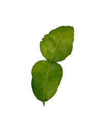 Wall Mural - Lime leaf isolated element for spices and herbs