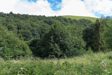 Sticker - beech forest