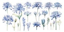 Watercolor Agapanthus Plant Clipart For Graphic Resources