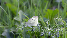 Small Cabbage White Butterfly (Pieris Rapae) Resting On Thistle Leaf Isolated On A Natural Green Background