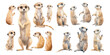 watercolor meerkat clipart for graphic resources