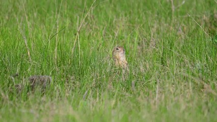 Wall Mural - Ground squirrel Spermophilus pygmaeus hiding in the grass.