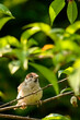 Wróbel mazurek ptak portret, pisklak siedzący na gałązce 