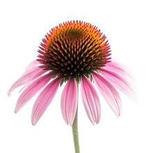 Front View Of Coneflower Flower Isolated On A Transparent White Background 