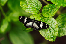 Hewitson's Longwing Butterfly On Green Leaf In Forest