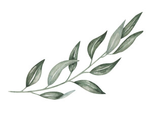 watercolor illustration. hand painted branch with leaves. olive branch. eucalyptus. willow. branch w