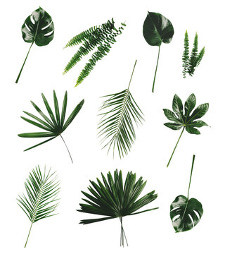 Wall Mural -  - Tropical green leaves and plants collection. Set isolated on transparent white background