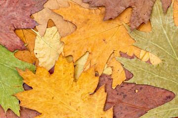 Colored detailed autumnal background of group of dried maple leaves