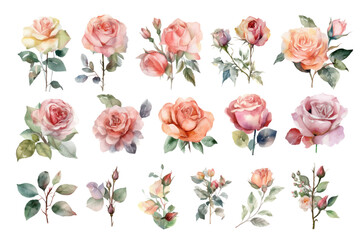 Wall Mural - watercolor pink rose clipart for graphic resources.