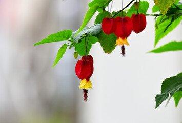 Wall Mural - Trailing abutilon flowers are blooming