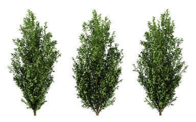 Wall Mural - carpinus betulus trees in transparent background, png tree, hornbeam leaf, 3d render illustration.