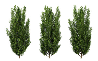 Wall Mural - Carpinus betulus trees in transparent background, png tree, hornbeam leaf, 3d render illustration.