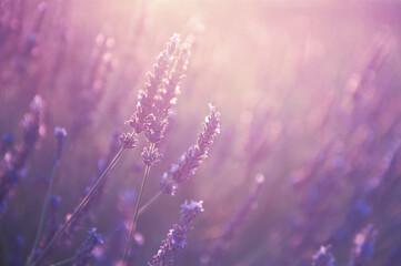blooming lavender flowers at sunset in provence, france. macro image