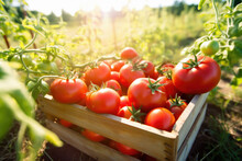 Tomatoes Box In Tomato Field. Agriculture. Generative Ai