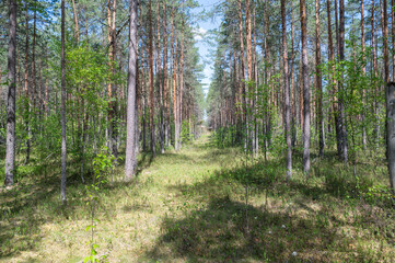  summer forest in estonia
