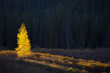 Glowing yellow autumn tree, Kebler Pass Colorado, United States