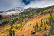 Autumn trees on remote hillside, Red Mountain Pass, Colorado United States