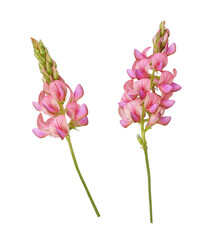 Wall Mural - set of pink flowers of onobrychis isolated on white or transparent background