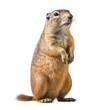 European ground squirrel isolated on white created with Generative AI