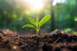 © Sunday Cat Studio - Young Plant growing under soft morning sunlight, organic, sustainability, protect environment, save ecosystem, earth day, development concept. Generative AI