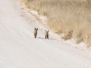 Wall Mural - Bat-eared Fox