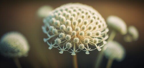 Wall Mural - focusing in on the white, small blossoms in the foreground of a field of wild carrots. generative ai