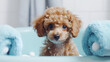 Portrait cute Maltipoo in bathtub with foam and soap bubbles. pets grooming and cleaning concept. Generative AI