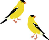 Fototapeta  - Set of American goldfinch (Spinus tristis). Yellow bird isolated on white background. Vector illustration.