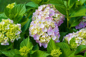 Wall Mural - Pink Hydrangea macrophylla, commonly referred to as bigleaf hydrangea, is one of the most popular landscape shrubs owing to its large mophead flowers.