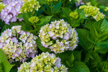 Wall Mural - Pink Hydrangea macrophylla, commonly referred to as bigleaf hydrangea, is one of the most popular landscape shrubs owing to its large mophead flowers.