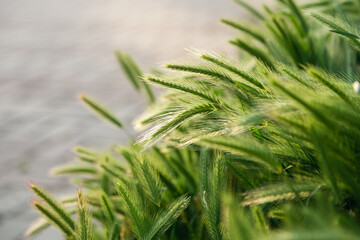 Wall Mural - Green spikelets of wheat scatter with a blurred background.