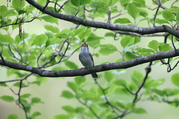 Wall Mural - Eastern crowned leaf warbler (Phylloscopus coronatus) in Japan