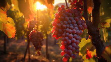 Embrace The Warmth Of A Golden Sunrise With Diffused Light Pinot Noir Grapes Into Itself.
Generative AI