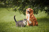 Fototapeta Londyn - Cat and dog sitting together on meadow. Freindship between tabby domestic cat and Nova Scotia Duck Tolling Retriever. .