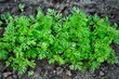 Fresh green parsley. Gardening.Cultivation of vegetables.