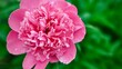 Blooming pink peony in the garden. Pink peony bud. Floral background.