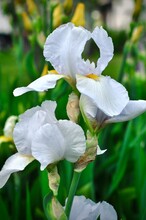 White Iris Flower In The Garden. Spring Fresh Flowers.
