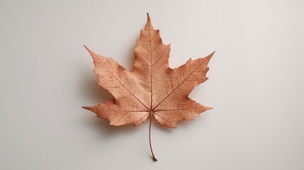  a single maple leaf on a white surface, its brown color standing out against the stark contrast of the background
